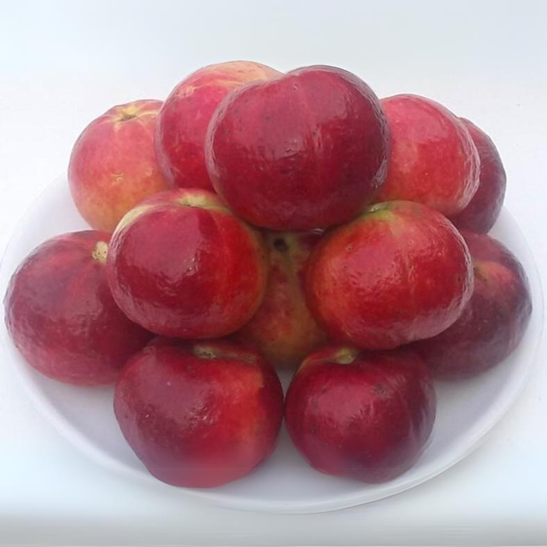 Guava - Punjab Red Apple - Hybrid Fruit Plant