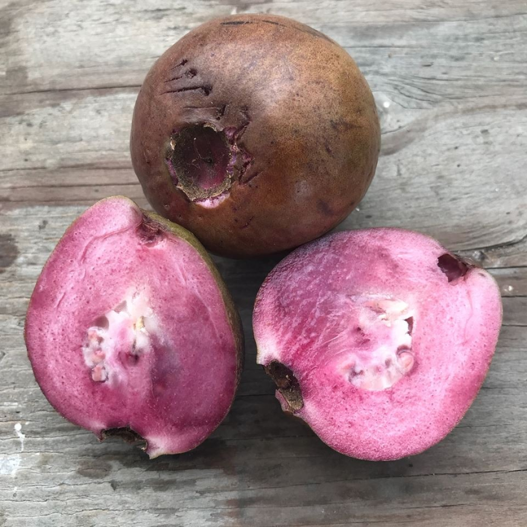 Guava - Purple Guava - Hybrid Fruit Plant