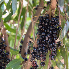 Chamaliang (Lepisanthes Fruticosa) Fruit Plant