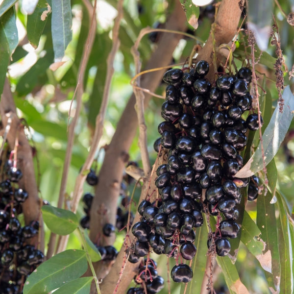 Chamaliang (Lepisanthes Fruticosa) Fruit Plant