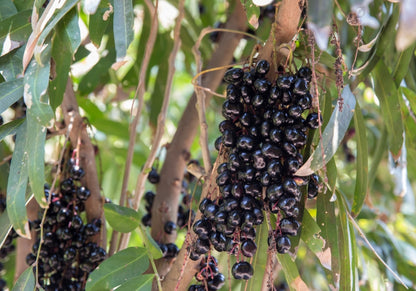 Chamaliang (Lepisanthes Fruticosa) Fruit Plant