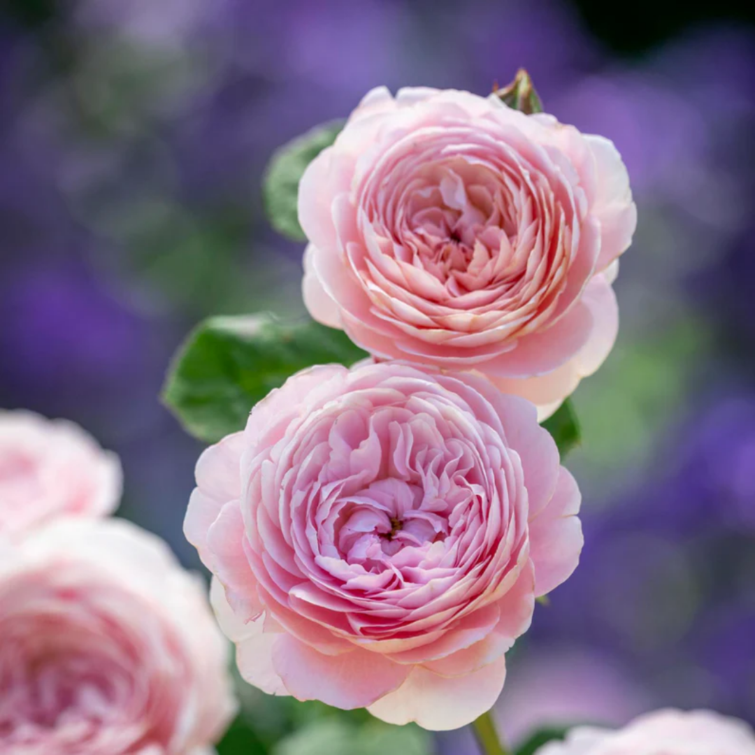 Rose - Queen of Sweden - Hybrid Flower Plant