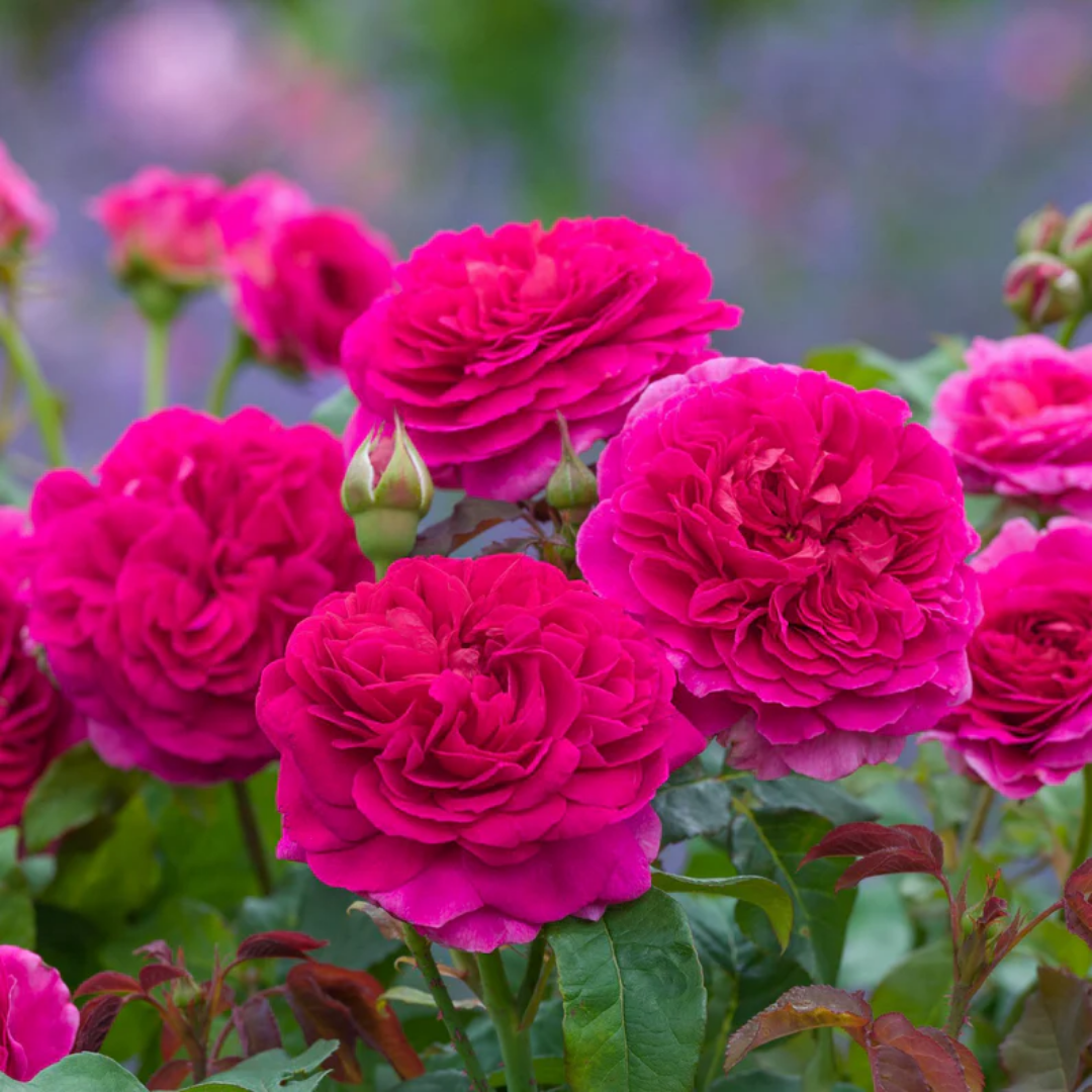 Rose - Rain Shover - Hybrid Flower Plant