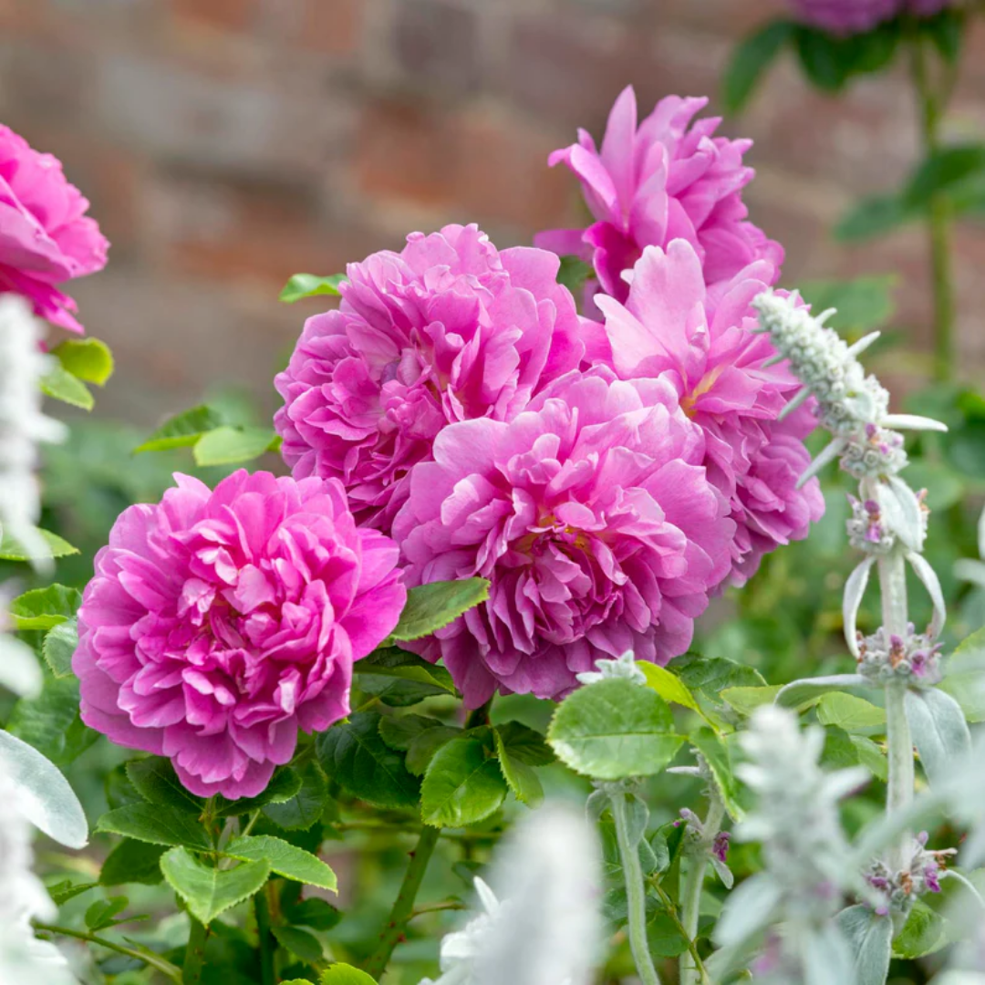 Rose - Rose Jade - Hybrid Flower Plant