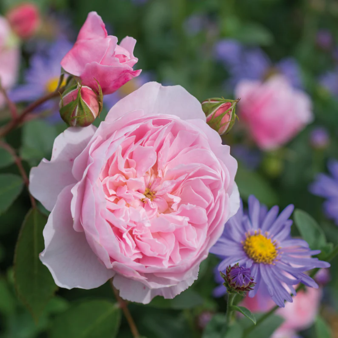 Rose - Royal Pink - Hybrid Flower Plant