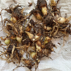 Rajnigandha - Tuberose - Mixed Varieties Colours - Tubers