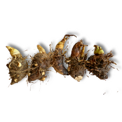 Rajnigandha - Tuberose - Mixed Varieties Colours - Tubers