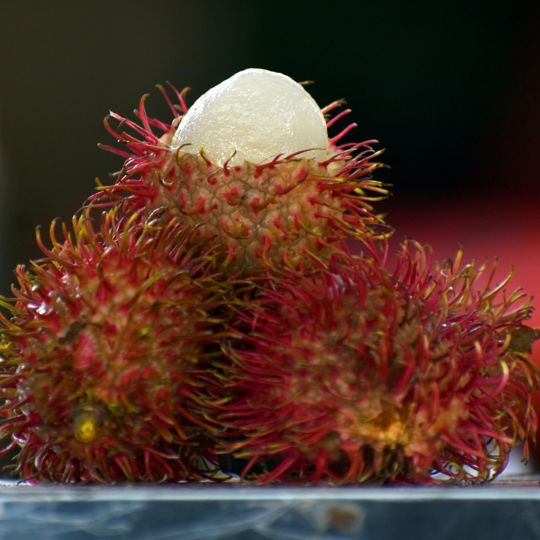 Rambutan - Caesar - Hybrid Fruit Plant