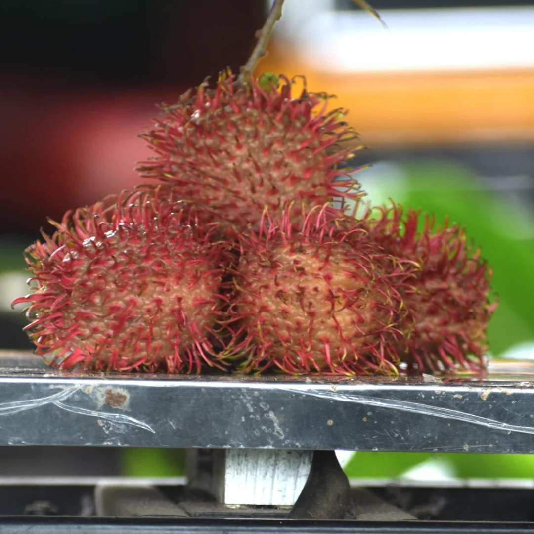 Rambutan - Caesar - Hybrid Fruit Plant