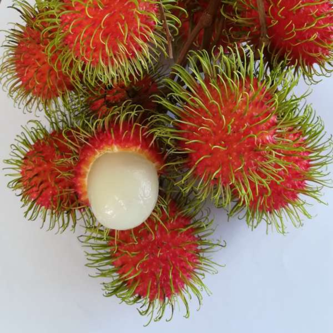 Rambutan - Jarum Emas - Hybrid Fruit Plant