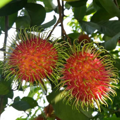 Rambutan - Jarum Emas - Hybrid Fruit Plant