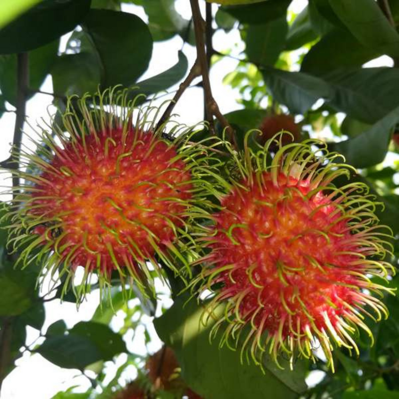 Rambutan - Jarum Emas - Hybrid Fruit Plant