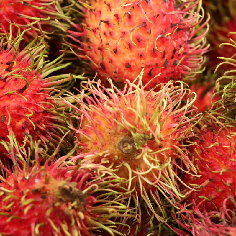 Rambutan - Jumbo KG10 - Hybrid Fruit Plant
