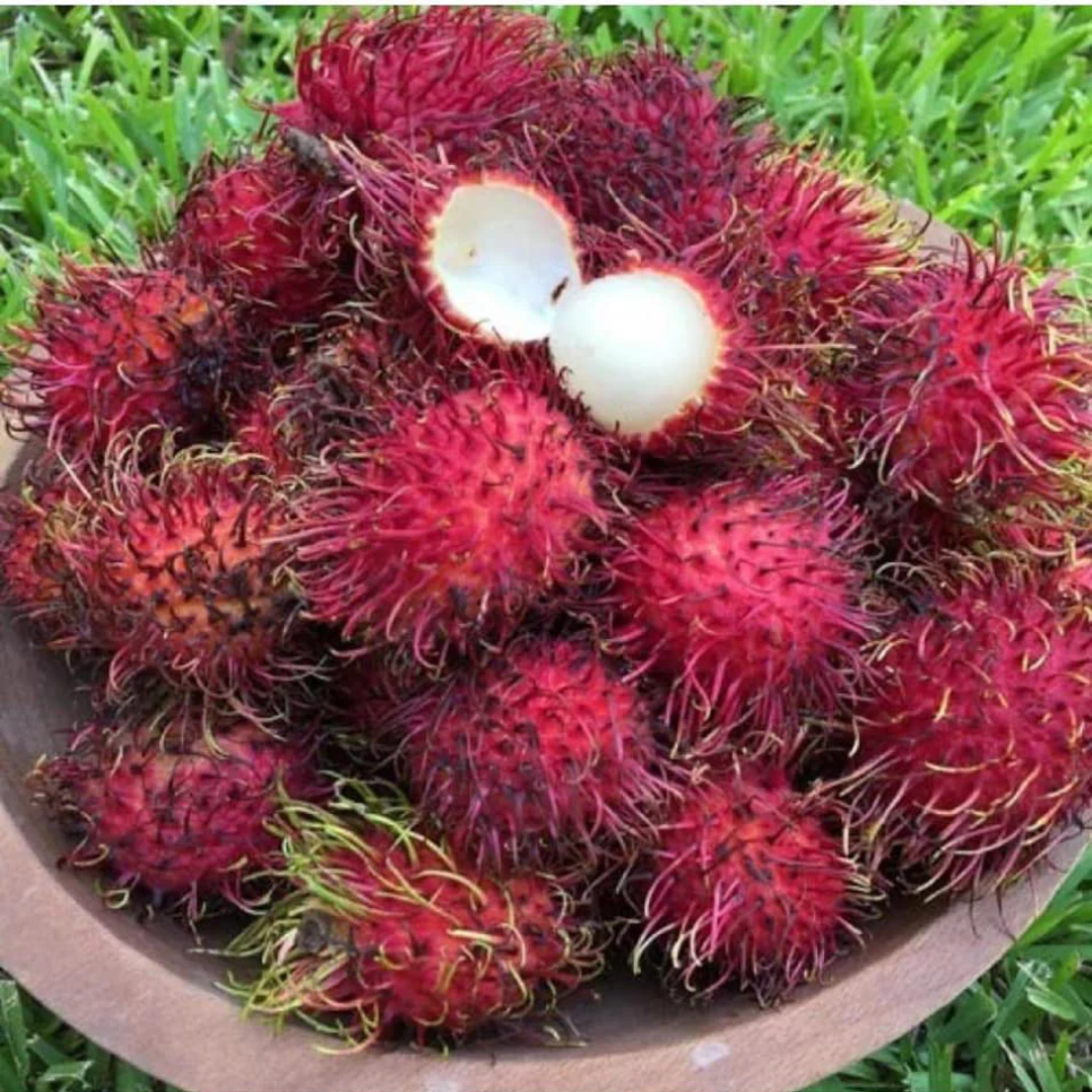 Rambutan - Malwana - Hybrid Fruit Plant