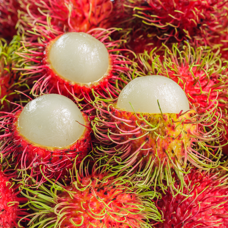 Rambutan - N18 - Hybrid Fruit Plant