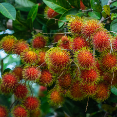 Rambutan - N18 - Hybrid Fruit Plant