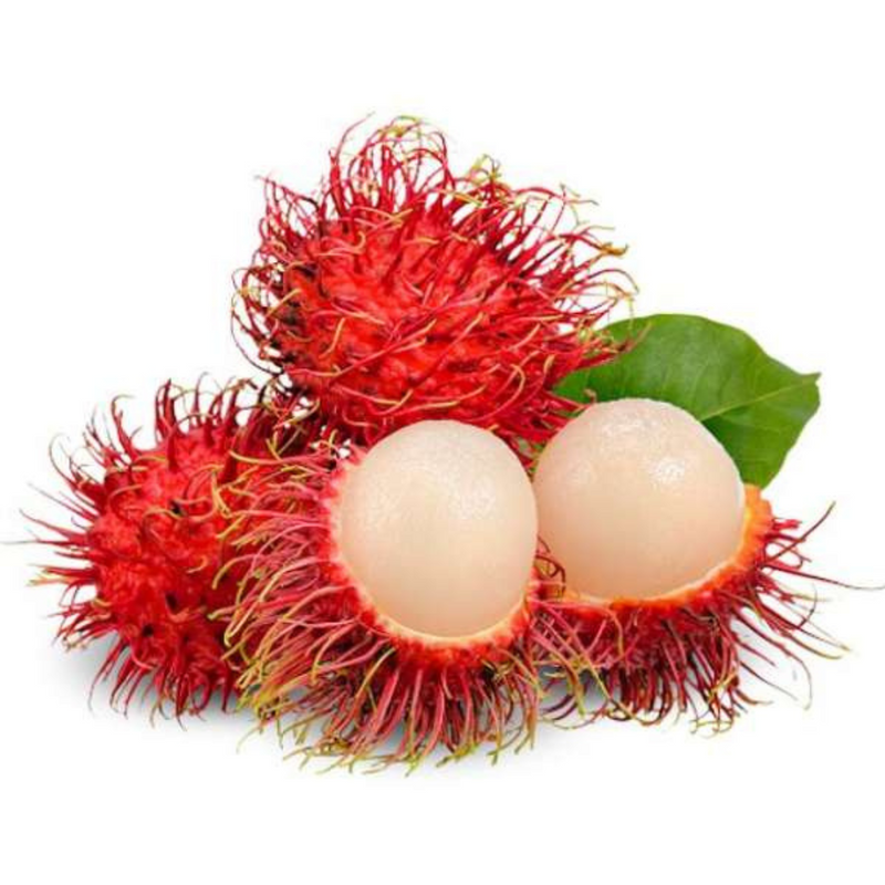 Rambutan - Rongrien - Hybrid Fruit Plant