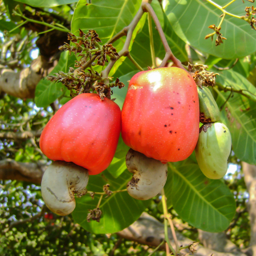 Cashew Apple - Red - Anacardium occidentale Fruit Plant