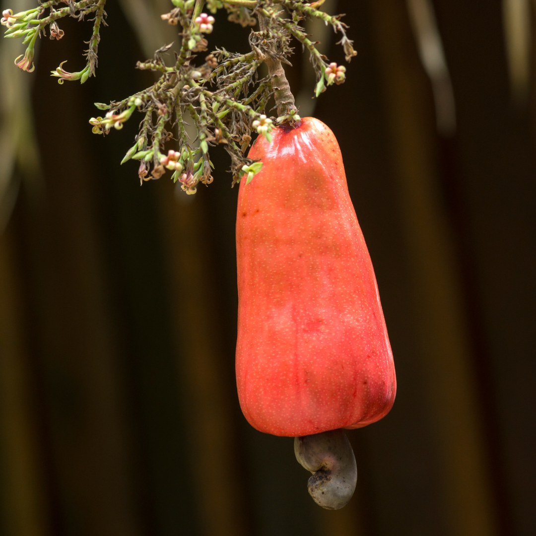 Cashew Apple - Red Long - Anacardium occidentale Fruit Plant