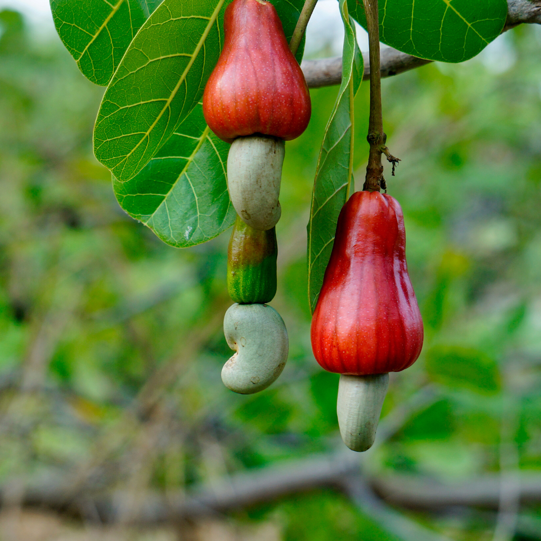 Cashew Apple - Red Pear - Anacardium occidentale Fruit Plant