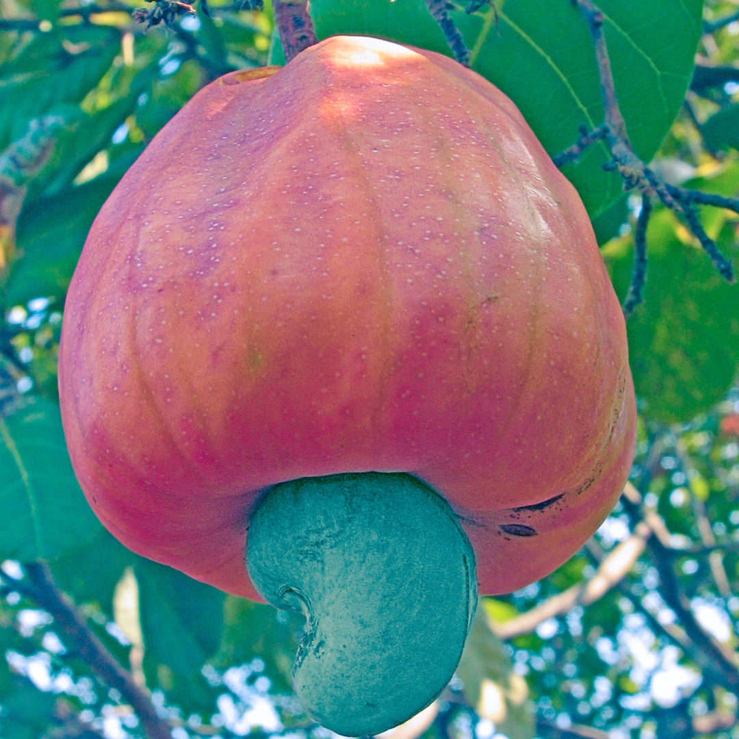 Cashew Apple - Red Round - Anacardium occidentale Fruit Plant