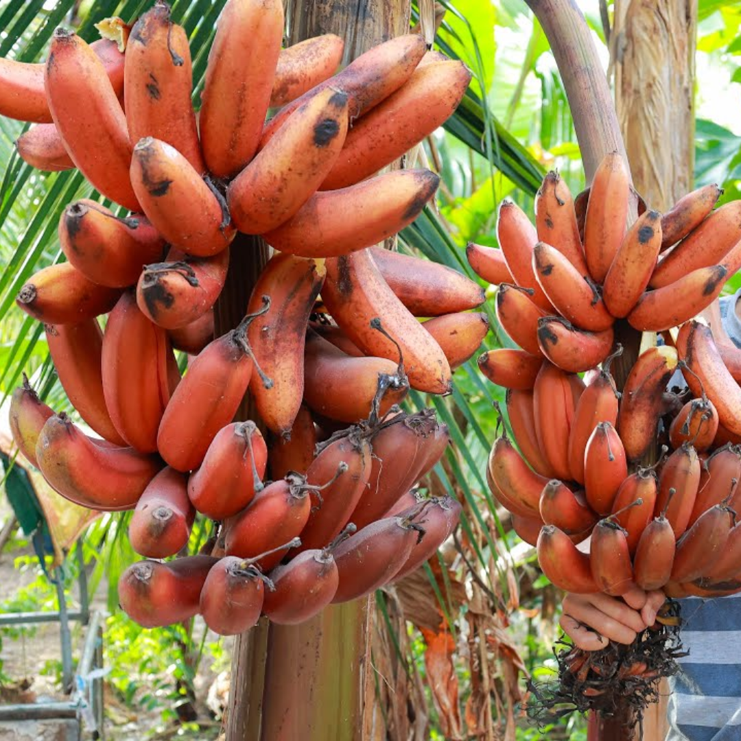 Banana - Red  Fruit Plant