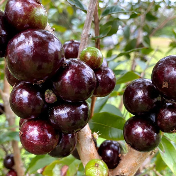 Hybrid Jaboticaba - Plinia sp. 