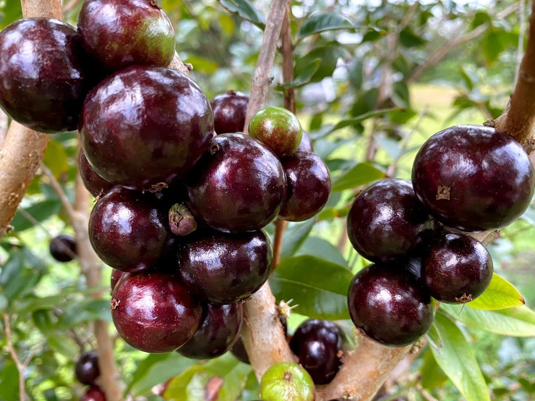 Hybrid Jaboticaba - Plinia sp. "Red Hybrid" Fruit Plant