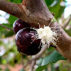 Hybrid Jaboticaba - Plinia sp. 