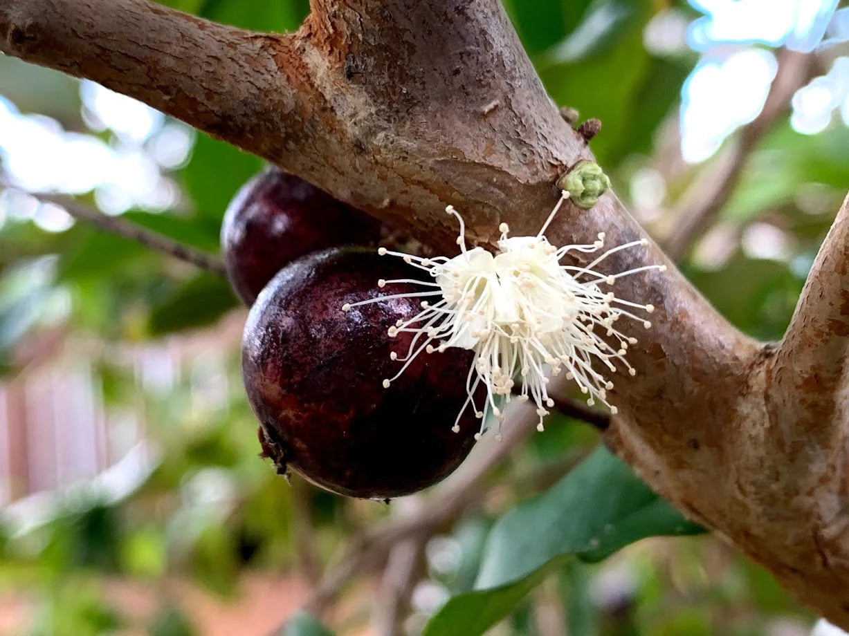 Hybrid Jaboticaba - Plinia sp. "Red Hybrid" Fruit Plant