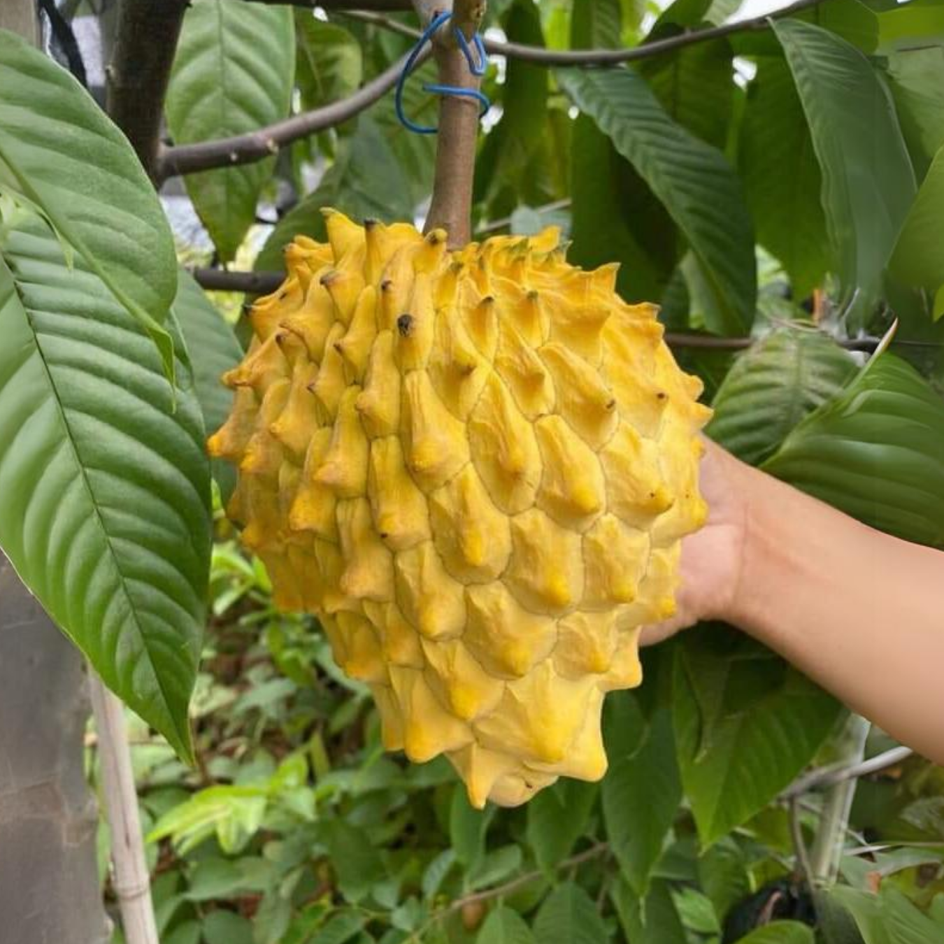 Rollinia / Biriba  - Rollinia deliciosa Fruit Plant