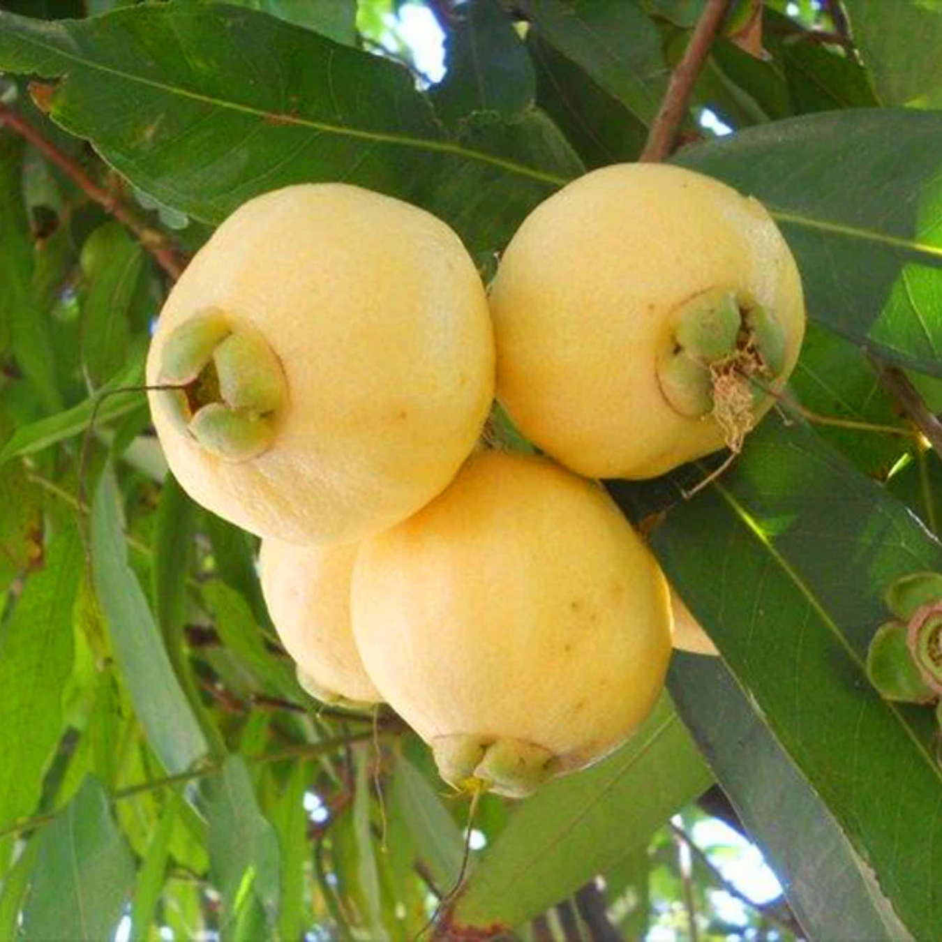 Rose Apple / Panineer Champa  - Syzygium jambos Fruit Plant