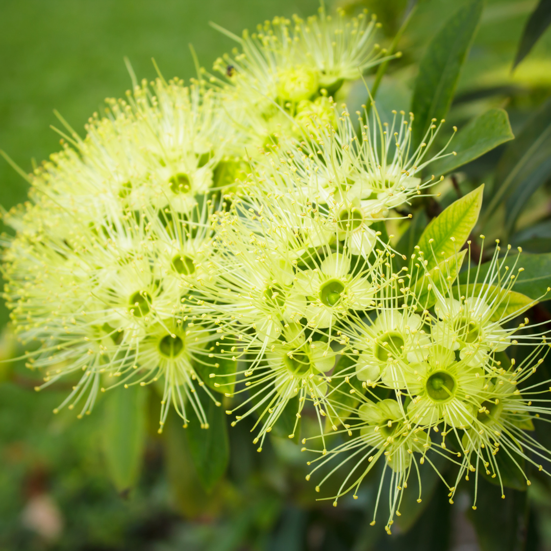 Rosida - Green -  Hybrid Flower Plant