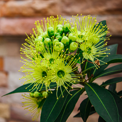 Rosida - Green -  Hybrid Flower Plant