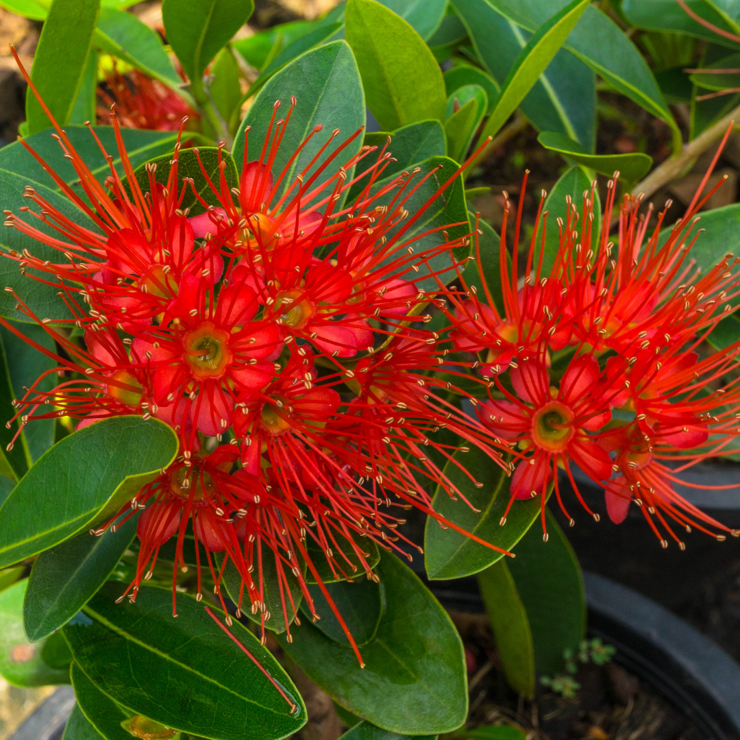 Rosida - Red -  Hybrid Flower Plant