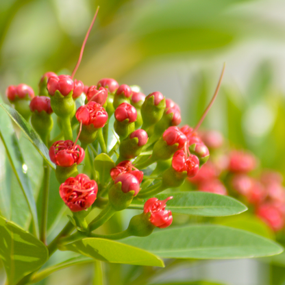 Rosida - Red -  Hybrid Flower Plant