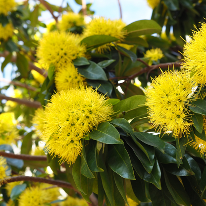 Rosida - Yellow -  Hybrid Flower Plant