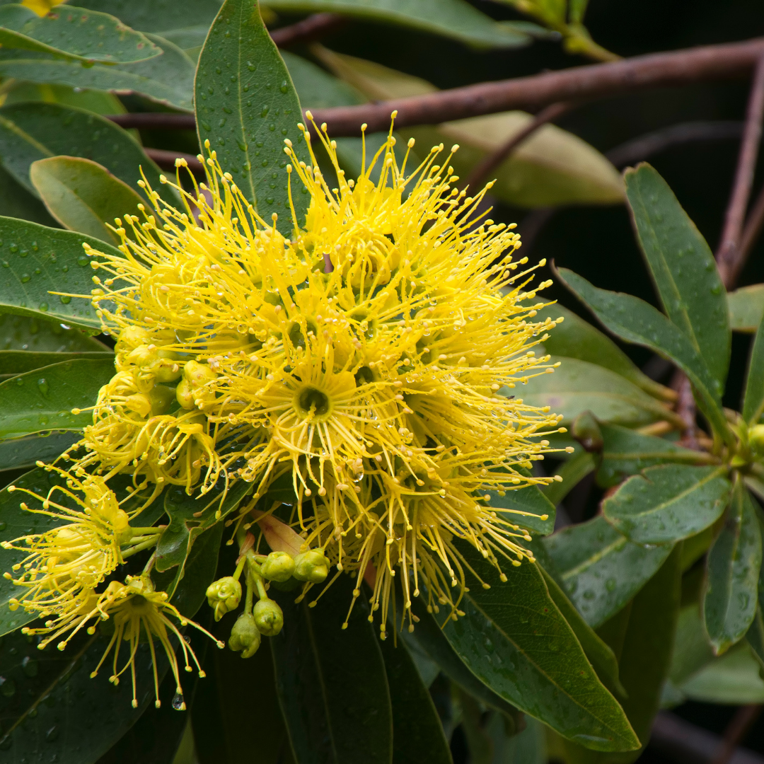 Rosida - Yellow -  Hybrid Flower Plant