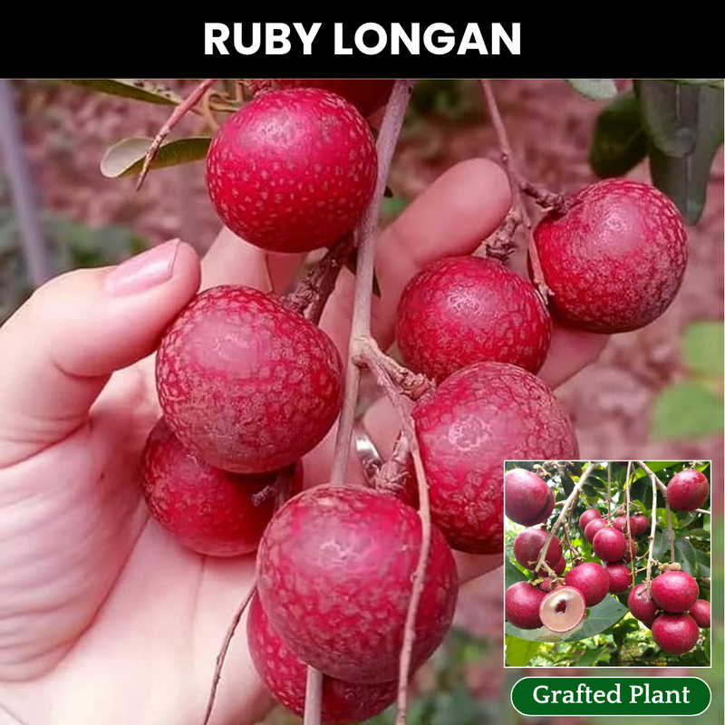 Ruby Longan Fruit Plant
