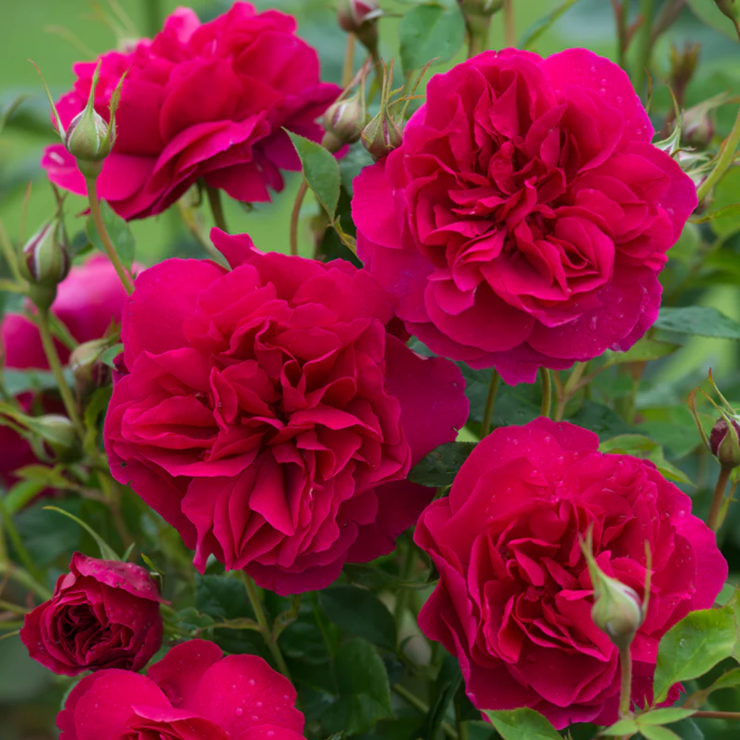 Rose - Scarlet Rose - Hybrid Flower Plant