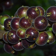 Hybrid Jaboticaba - Plinia sp. 