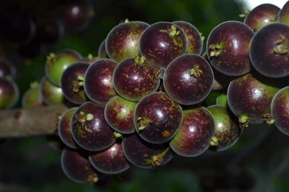 Hybrid Jaboticaba - Plinia sp. "Blue Velvet" Fruit Plant