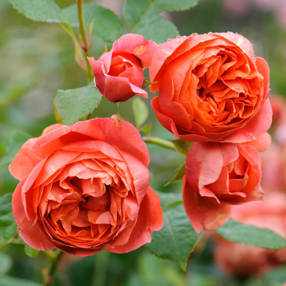 Rose - Summer Song - Hybrid Flower Plant