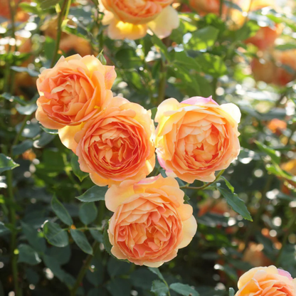 Rose - Sun Shine - Hybrid Flower Plant