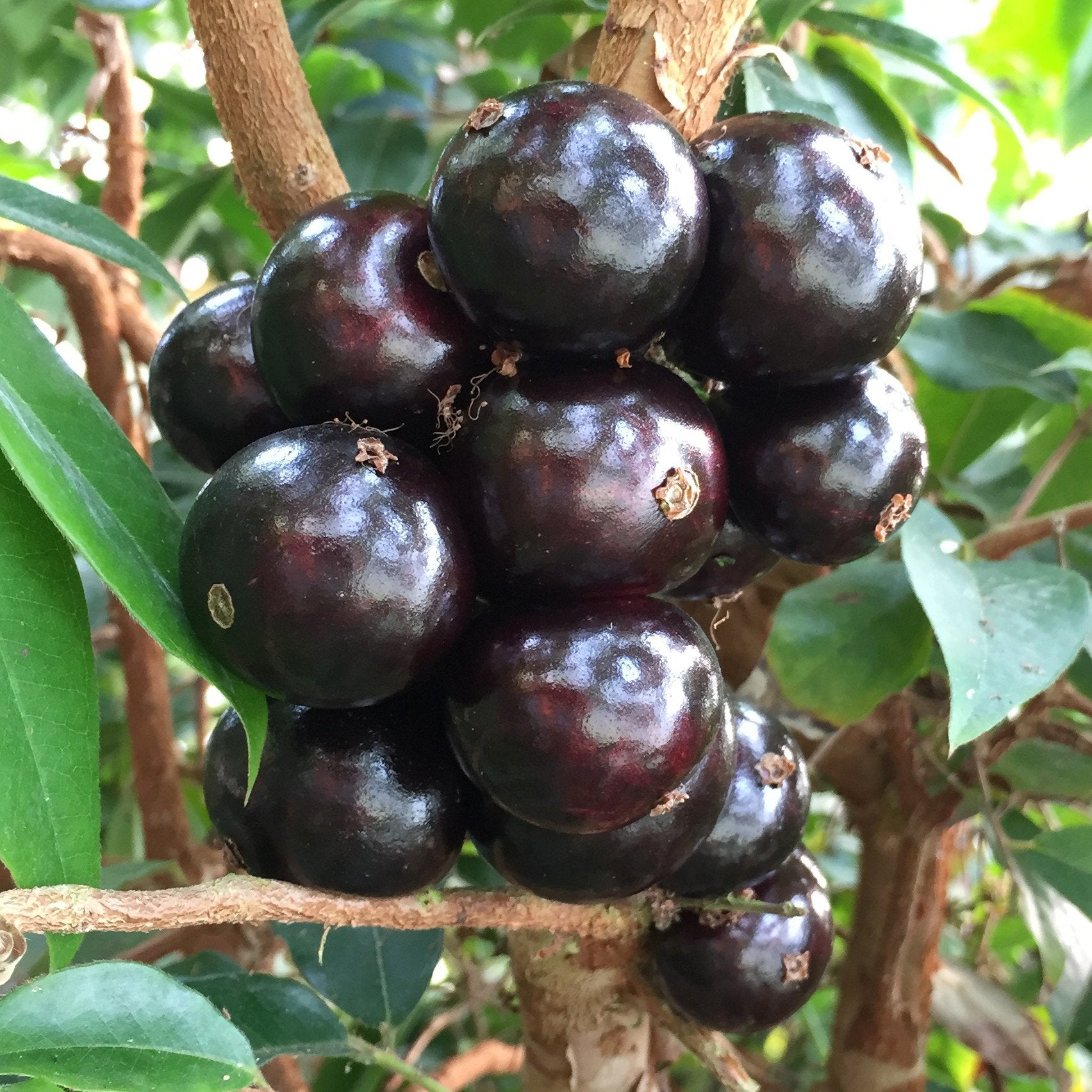 Hybrid Jaboticaba - Sabara Fruit Plant