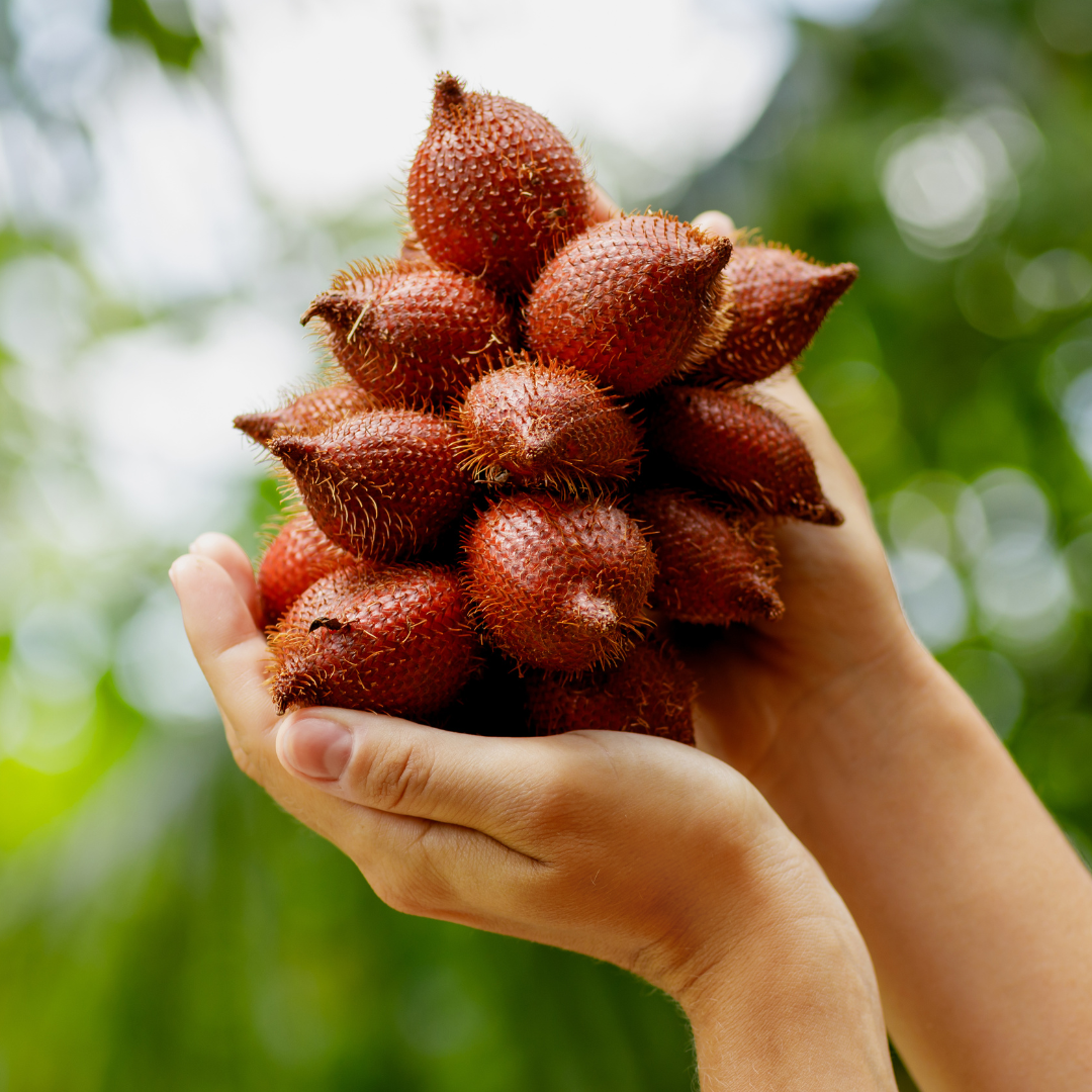 Salak / Snake Fruit - White - Salacca zalacca Fruit Plant