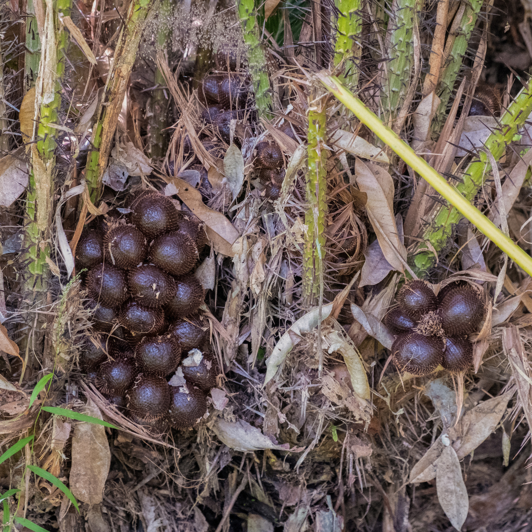 Salak / Snake Fruit - White - Salacca zalacca Fruit Plant