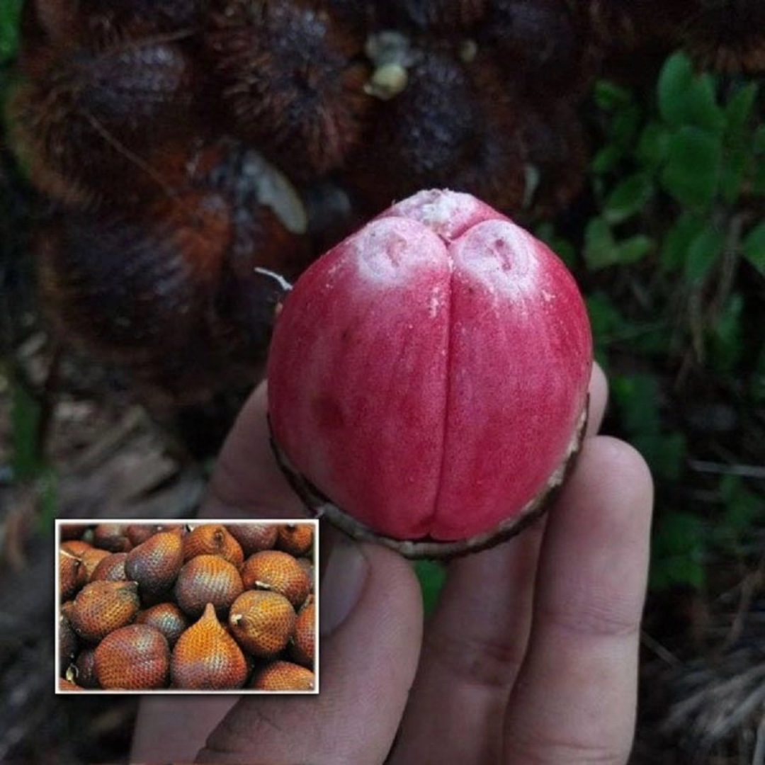 Salak / Snake Fruit - Red - Salacca affinis Fruit Plant