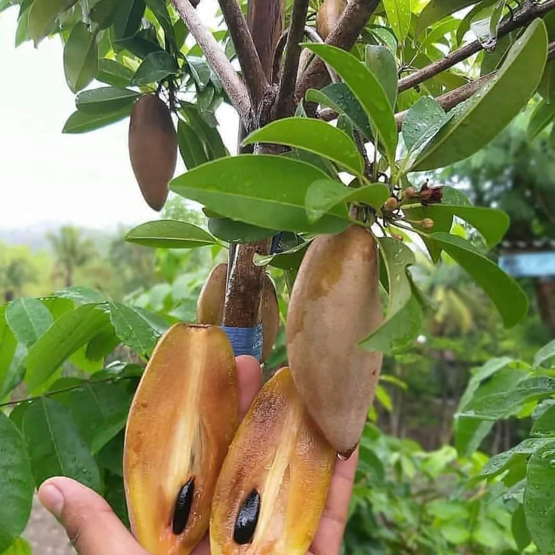 Chiku / Sapota - Banana Sapota - Fruit Plant