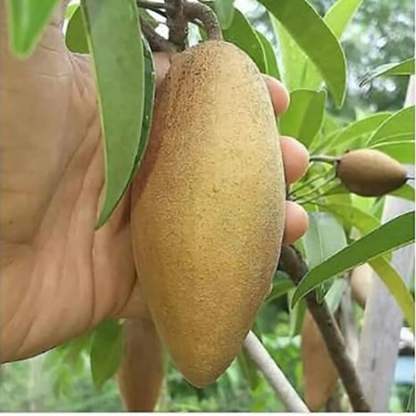 Chiku / Sapota - Banana Sapota - Fruit Plant